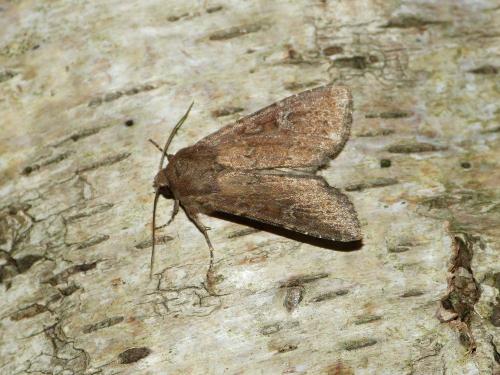 Apamea lateritia